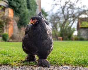 Brahma hen in nature. Organic brahma hen. Brahma rooster on the loose. Free range laying hen....
