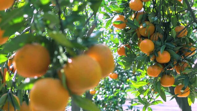 Sunlight, orange trees, orchard, overgrown, yellow orange, citrus