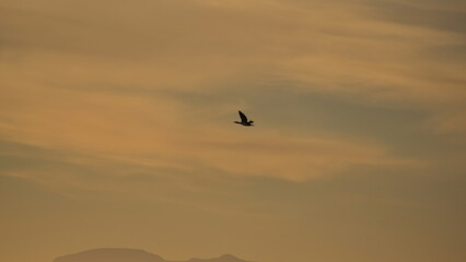 Antarctic shag (Leucocarbo bransfieldensis) in flight at sunset, at Cierva Cove, Antarctica