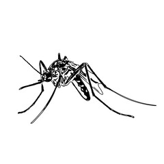 black and white sketch of a mosquito with a transparent background