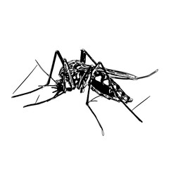 black and white sketch of a mosquito with a transparent background