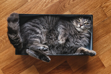 Cute grey striped cat in a cardboard box on the floor of the house. Furry pet going to sleep in there.  The cat is fooling around.  Funny pets. 
