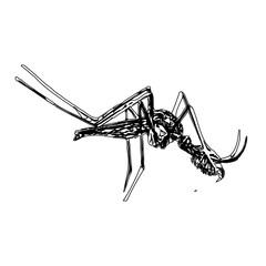 black and white sketch of a mosquito with a transparent background