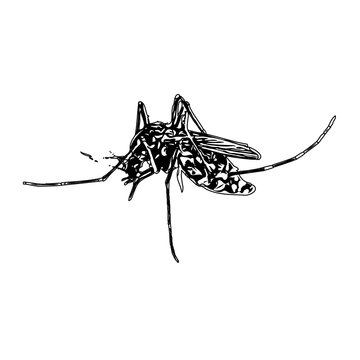 black and white sketch of a mosquito with a transparent background