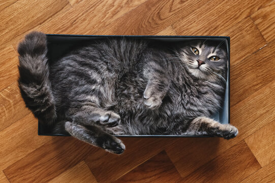 Cute grey striped cat in a cardboard box on the floor of the house. Furry pet going to sleep in there.  The cat is fooling around.  Funny pets. 
