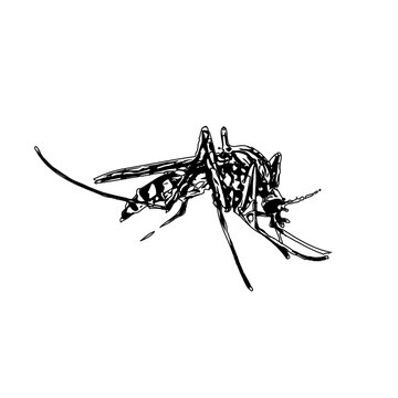 black and white sketch of a mosquito with a transparent background