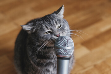 A cat with a microphone. The cat sings into the microphone. Funny animals. Funny cats.   