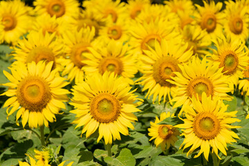 Fototapeta na wymiar Beautiful yellow color sunflower in the agriculture farm background