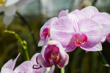 beautiful orchid in garden. home plant decoration concept