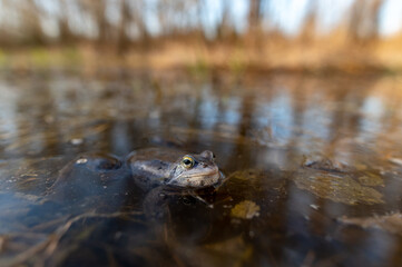 gray moor frog Rana arvalis captured on a wide angle lens along with the surface of the pond and trees in the background
