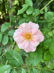 pink rose bush