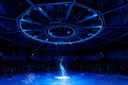 イルカショー Images – Browse 980 Stock Photos, Vectors, and Video