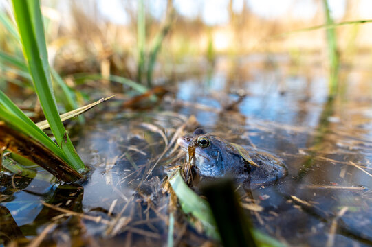 Blue moor frog Rana arvalis captured on a wide angle lens along with the surface of the pond and trees in the background
