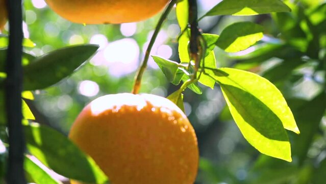 Sunlight, orange trees, orchard, overgrown, yellow orange, citrus