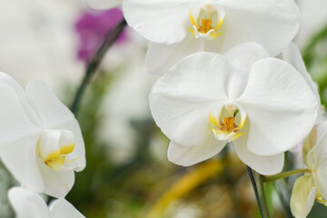 Fototapeta na wymiar beautiful orchid in garden. home plant decoration concept