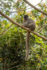 Naklejka na ściany i meble Brown Lemur - Eulemur fulvus, Madagascar rain forest. Safari in Madagascar. Cute primate.