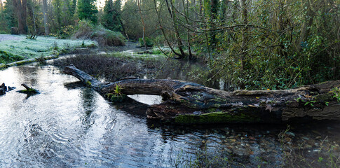 drzewo w rzece jesienią