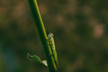 grasshopper on a grass