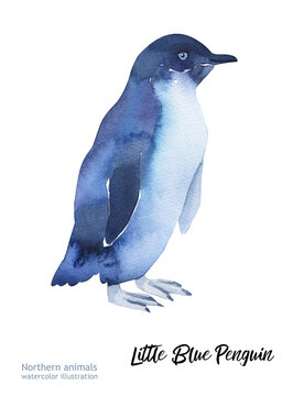 Watercolor Little Blue Penguin. Little Blue Penguin. Watercolor cute penguin. Watercolor cute animal. Watercolor cute bird. Hand painting postcard isolated white background. birds