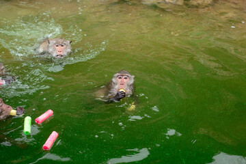 Monkey is swimmimg and eating food from tourist in the reservior.