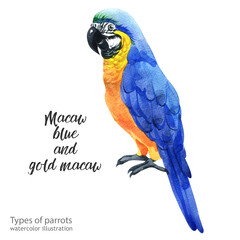 Watercolor macaw blue and gold parrot. Watercolor cute parrot. Watercolor cute animal. Watercolor cute bird. Hand painting postcard isolated white background. birds.