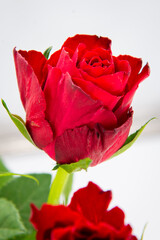 Close-up of a single red rose flower with green leaves on a white background.