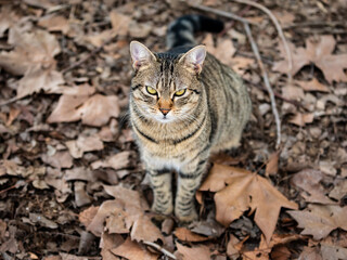 tabby cat inmidst of autumn leaves
