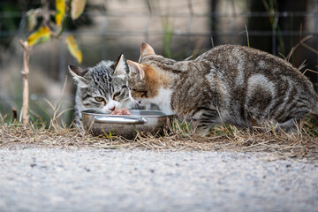 feeding two wild kitten next to a country road