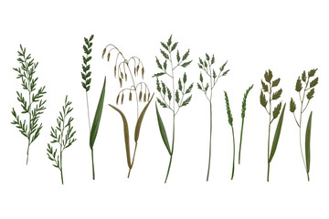 Wild flowers and meadow grasses. Summer field flowers. Botanical illustration. Bluegrass meadow, Perennial Rye Grass, Avena fatua