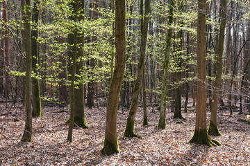 Wald im Frühling