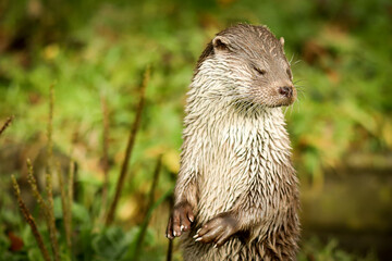 Standing otter with eyes shut