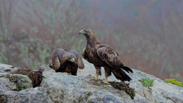 Aquila chrysaetos wild birds siting on rocky cliff in nature
