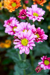 Fototapeta premium Blooming chrysanthemums planted in the garden
