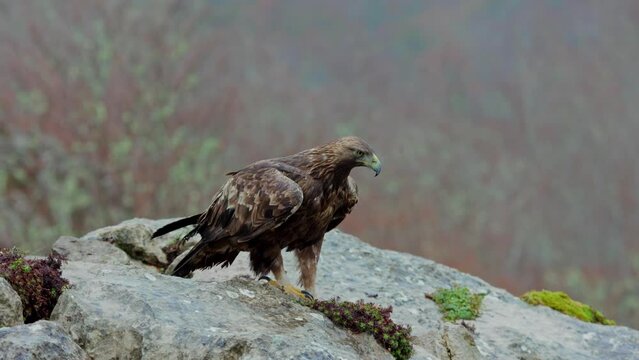 Aquila chrysaetos wild bird siting on rocky cliff in nature
