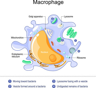 macrophage anatomy. structure of immune cell.
