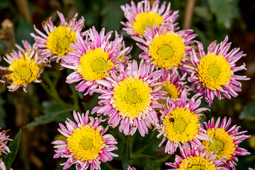 Obraz premium Blooming chrysanthemums planted in the garden