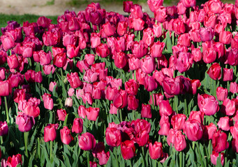 purple tulips are very beautiful in the flower bed will be a good background