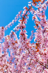 Sakura blossoms. Branch of sakura with pink flowers against the background of blue sky and sunny weather