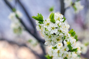 A plum branch with abundant blossoms on the background of the sky. Plum flowers. Plum blossom