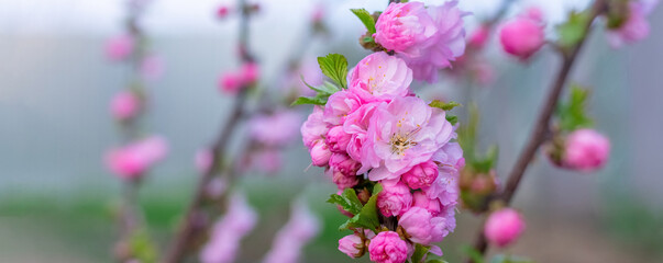 Branches of sakura with large lush flowers in nature. Cherry blossoms, panorama