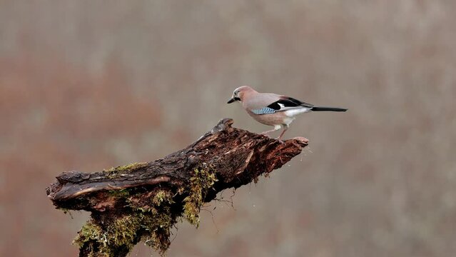 Wild jay sitting on tree trunk