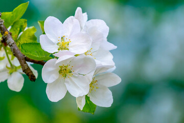 Obraz premium Delicate white flowers of an apple tree on a tree branch on a blurred green background