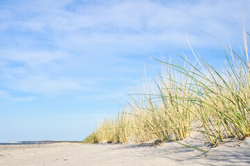 Dune on the beach of the Baltic Sea with dune grass. White sandy beach on the coast