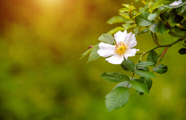 white rosehip on a green natural background
