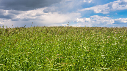 Wiese mit hohem Gras bewölkter Himmel