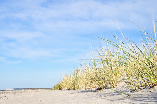 Dune on the beach of the Baltic Sea with dune grass. White sandy beach on the coast © Martin