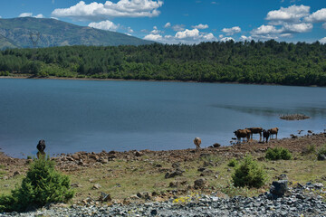 Fototapete bei efototapeten.de bestellen   