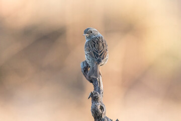 Dunnock (Prunella modularis) taken from behind perched on a dry vite branch against bokeh background in the golden hour, Italian Alps.