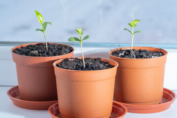 Growing apple tree seedlings from seeds on the windowsill in the house. Small seedlings of fruit trees in flower pots.