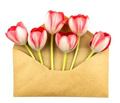 Red tulips in an envelope. Greeting card. Isolated flowers. Space for your text